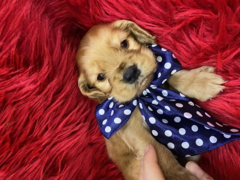 Güzel american cocker yavrular yeni yuvalarını arıyor