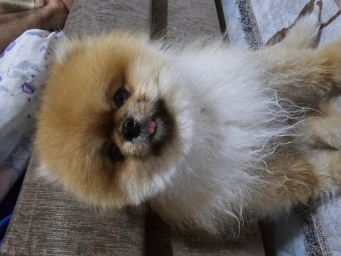 İzmir dişi eş pomeranian çiftleştirme ilanıdır