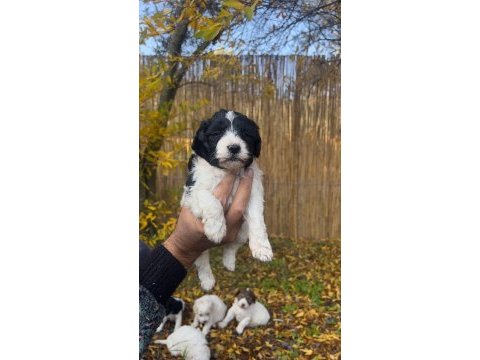 Maltipoo bebekler (baba siyah beyaz poodle, anne maltese)