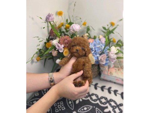 Antalyanın en sevimli toy poodle bebek yüzlü yavruları