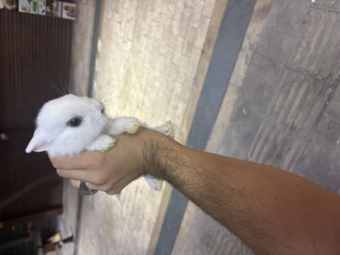 Orijinal her renkte cüce tavşan