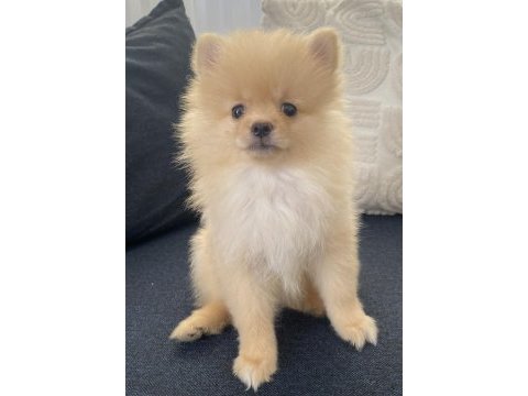 2 aylık erkek pomeranian boby