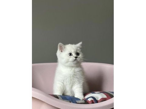 Brıtısh shorthair sılver yavrularım 