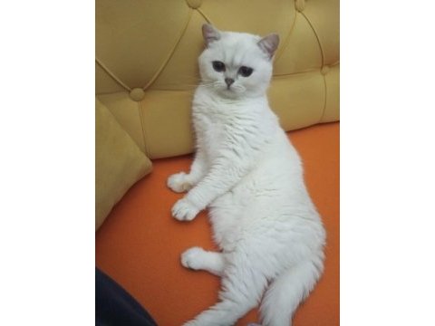 British shorthair kedilerim