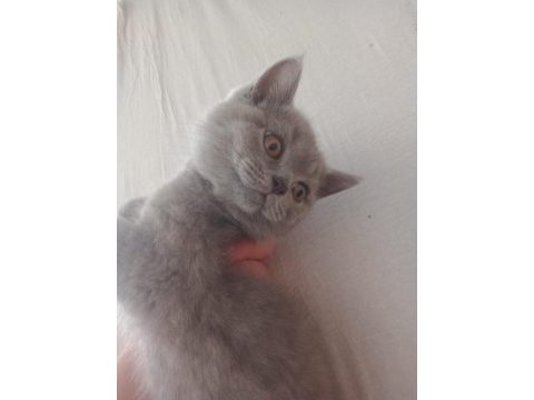Scottish ve british shorthair bebişler uyguna!