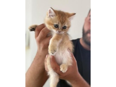 Sağlıklı sevimli british shorthairlar