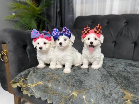 Dünya güzeli erkek maltese son yavrum