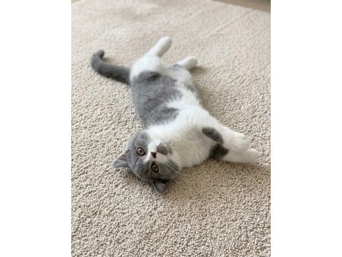 Muhteşem british shorthair blue bicolor dişi yavrular