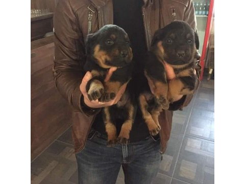Orjınal yavrular rezervde rottweiler