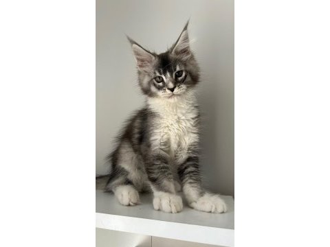 Minik dev maine coon prens hiroşi