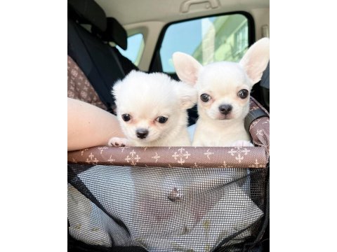 Dünya tatlısı chihuahua yavruları
