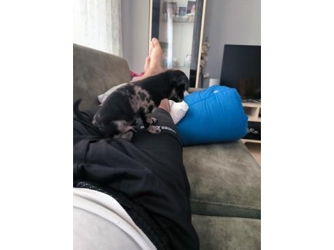 Chihuahua erkek egzotik renkli 60 günlük