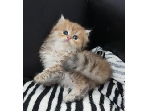 Golden ve silver chinchilla şecereli anne babalardan