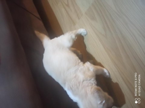 Golden retriever iki aylık erkek aşıları yapılmış