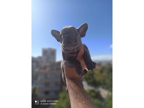 French bulldog