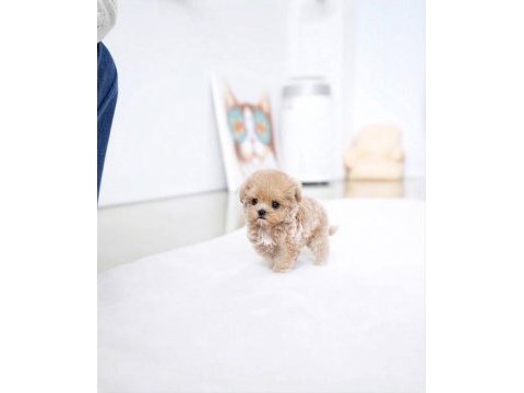 Süslü bebek maltipoo