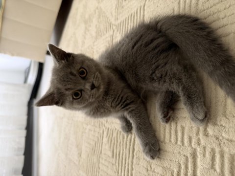 British shorthair 2 aylık kedimiz