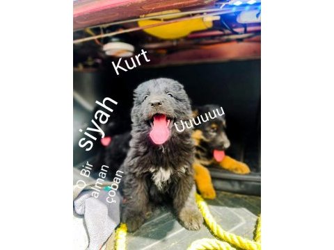 Solid black siyah alman çoban köpeği