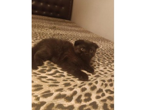 Scottish fold bebişler yeni yuvalarını arıyor