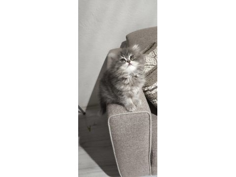 Yün yumağı çok tatlı chinchilla yavrularım