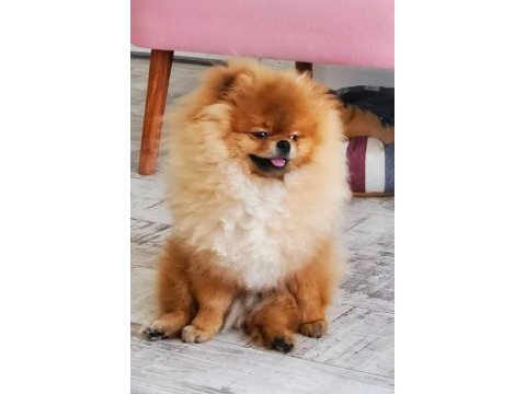 Fcı şecereli mini teacup pomeranian boo erkek yavrular