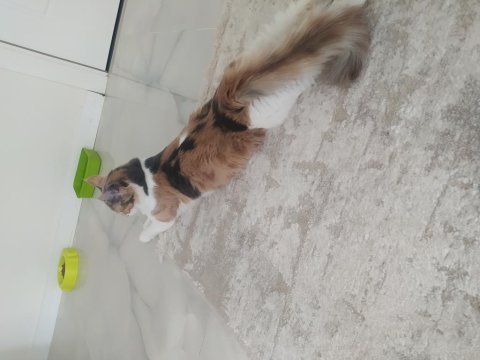 Yavru kedime acil yuva arıyoruz