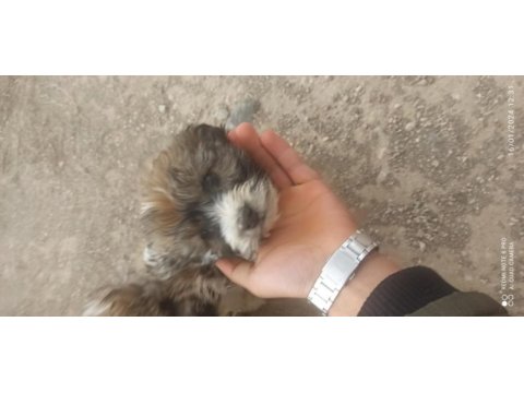 Süs köpeği yer niğde merkez