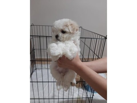 Şecereli korean maltese yavrular 2 erkek 1 dişi