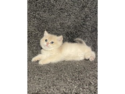 Anne baba şecereli blue golden ay12 safkan british erkek
