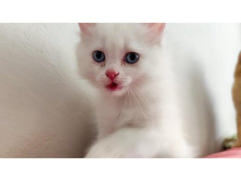 British shorthair kedilerimiz