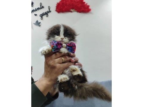 British longhair bicolor özel renk nadir bulunur