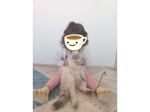 British shorthair blue point