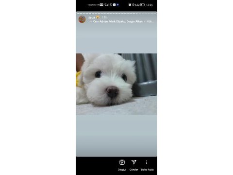 6 aylık köpeğimiz zeusu muzu mutlu bir yuva