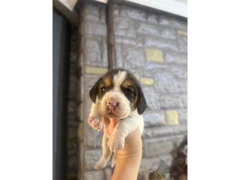 Beagle yavrular dişi erkek mevcut