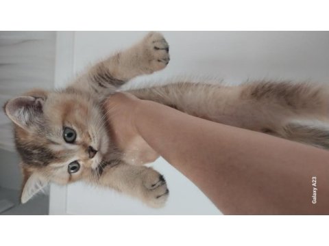 2 ayrı anneden bir dişi ve biri erkek british shorthair