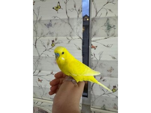 Erkek muhabbet kuşu 1.5 yaş