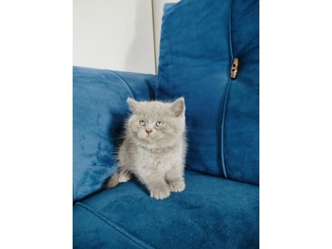 British shorthair yavrumuz