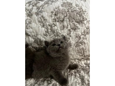 1.5 aylık 4 tane saf british shorthair yavrularımız