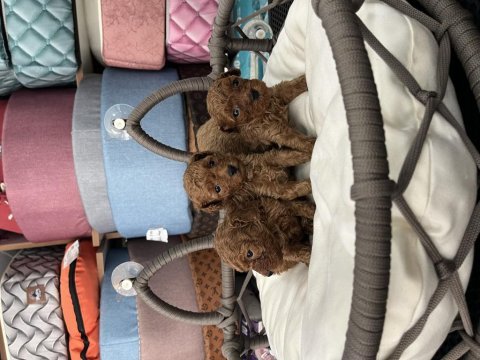 Ömür boyu ırk garantili poodle yavrularımız