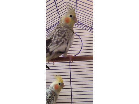 Sultan papağanları