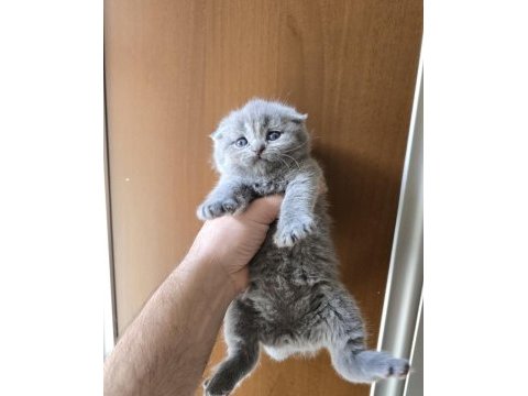 Teslime hazır british shorthair kedisi
