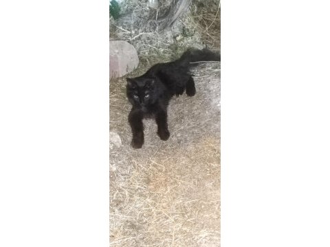 Ücretsiz sahiplendirme bombay kedimiz
