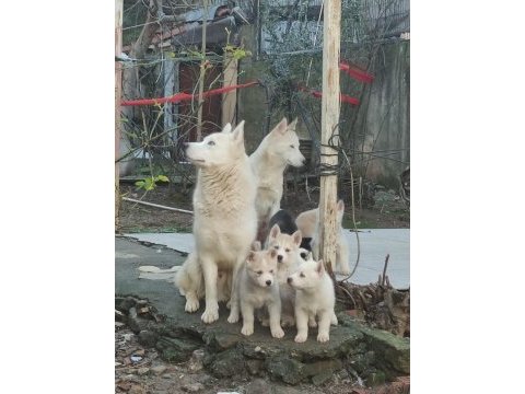 Husky bebekler (her renk)