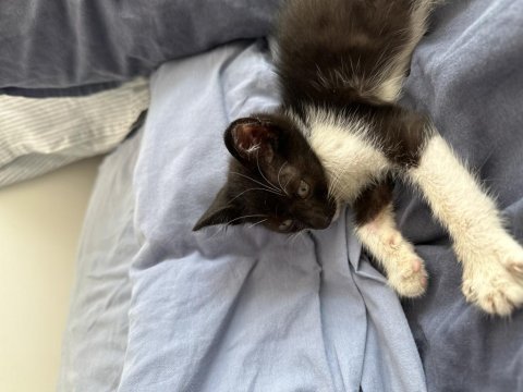 Minik oreo tekir