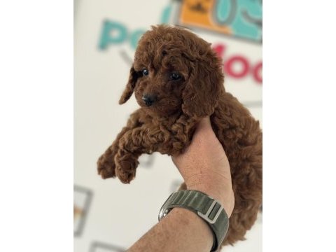 Petmode köpek çifrliğinden kore toy poodle yavrular