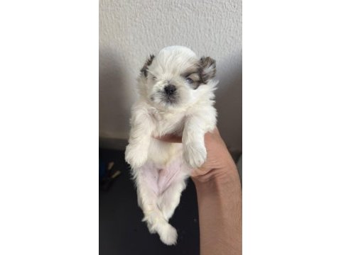 Shih tzu yavrularımız