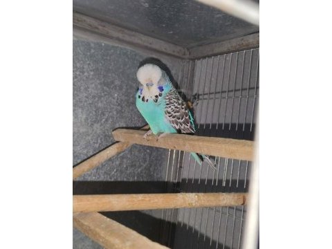 Show jumbo erkek muhabbet kuşu