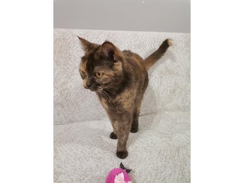 British shorthair kitten brown color cholatte