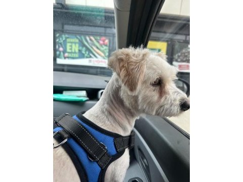 Maltese terrier