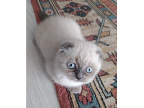 Scottish fold dişi